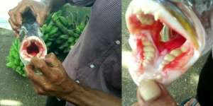 Geger Ikan di Papua Bergigi Seperti Manusia