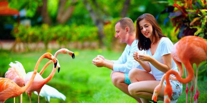 Fakta Unik Mengapa Bulu Burung Flamingo Berwarna Pink