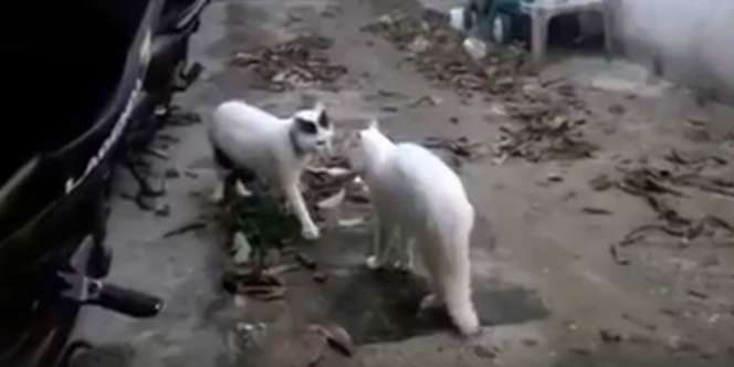 Video 2 Kucing Hentikan Pertarungan Saat Azan Berkumandang
