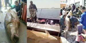 Pria Ini Kaya Mendadak Berkat Telur Ikan Raksasa
