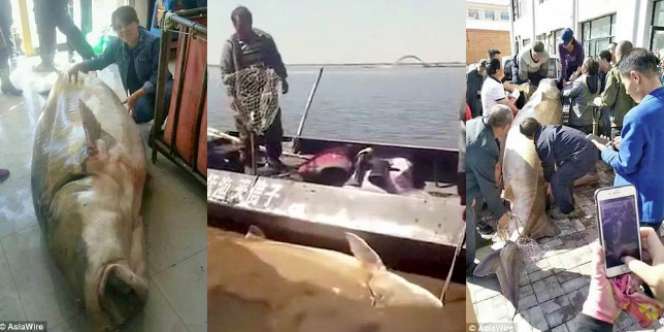 Pria Ini Kaya Mendadak Berkat Telur Ikan Raksasa