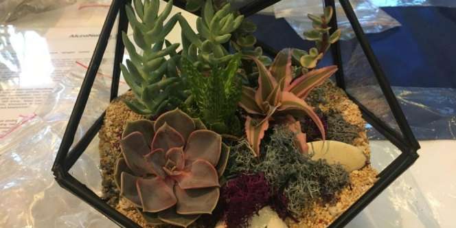 Yuk, Buat Tanaman Terarium Cantik Saat 'Ngabuburit'