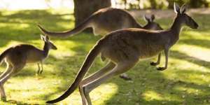 Ini Alasan Australia Pantas Jadi Destinasi Halal
