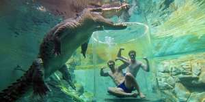 Sensasi Renang dengan Buaya Raksasa, Menegangkan!