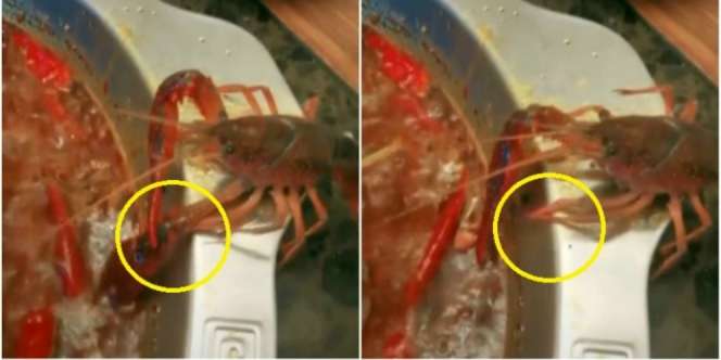 Cara Lobster Menyelamatkan Diri Ini Jadi Viral 