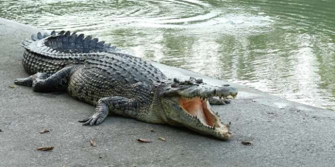 Gelar Ritual di Danau, Pemuka Agama Tewas Diterkam Buaya