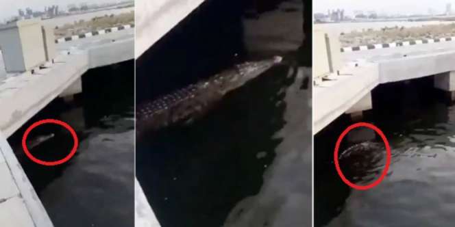 Buaya Ditemukan di Sekitar Pantai Ancol, Ini Kata Pengelola