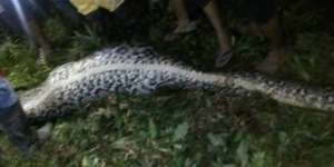 Warga Belah Perut Ular Sanca yang Telan Wanita di Sulteng