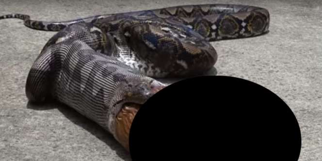 Menyeramkan, Mimpi Wanita Sulawesi Sebelum Ditelan Ular Piton