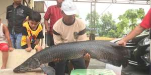 Geger Ikan Raksasa Tertangkap di Sungai Brantas