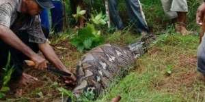 Wanita Ditelan Piton Sempat Lihat `Penampakan` Pria Berserban