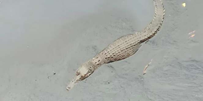 Penampakan 3 Buaya di Kali Angke Gegerkan Warga Grogol