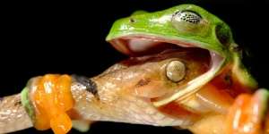 5 Foto yang Diambil pada Momen yang Sangat Tepat, Hasilnya...