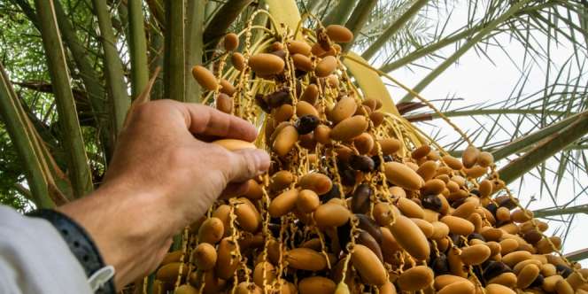 Ingin Kembali Berjaya, Negara Ini Tanam 70 Ribu Pohon Kurma