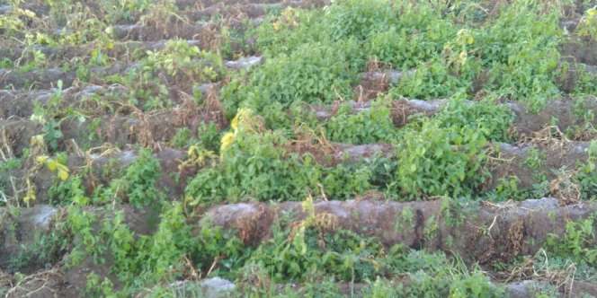 Masuk Musim Kemarau, Muncul Embun Es di Lahan Pertanian Dieng