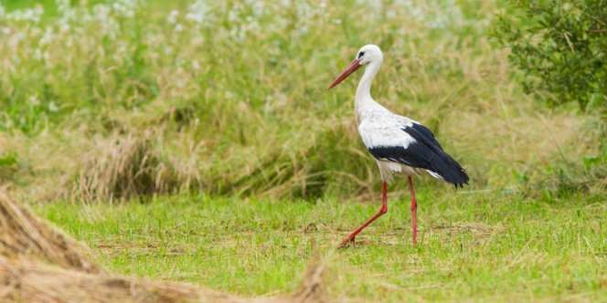 Gara-gara Burung, Tagihan Telepon Membengkak Jadi Rp38 Juta