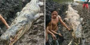 Si Kakek Diterkam Buaya Seukuran Sampan 