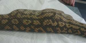 Tubuh Ular Piton Membengkak, Astaga Mangsanya Ternyata....