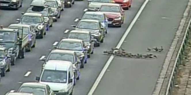 Kawanan Bebek Menyeberang, Jalan Tol Ditutup 1 Jam