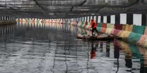 Kali Item Jakarta Ditutup Jaring 730 Meter Disorot Media Asing