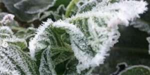 Brrr! Suhu di Dieng Minus 5 Derajat, 'Salju' Bermunculan