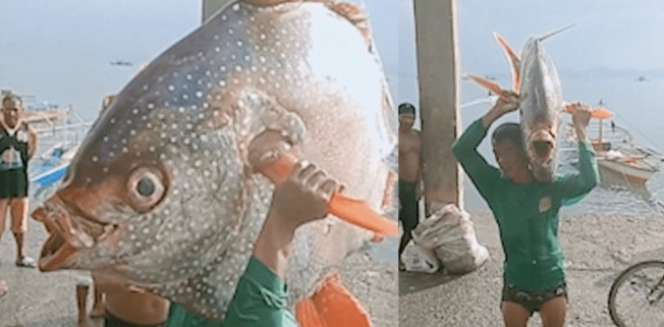 Dapat Ikan Matahari Raksasa, Tolak Dijual Tapi...
