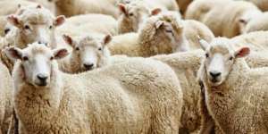 Mau Berkurban, Hewan Jantan Atau Betina?