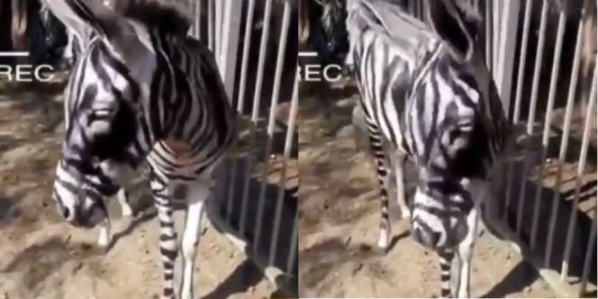 Zebra `Jadi-jadian` Gegerkan Kebun Binatang Mesir, Hitam Putihnya Luntur