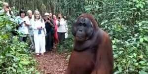 Orang Utan Muncul Jadi Guide, Wisatawan Terkaget