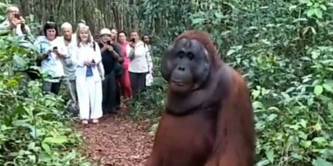Orang Utan Muncul Jadi Guide, Wisatawan Terkaget