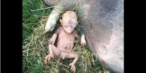 Fakta di Balik Heboh Foto Anak Babi Mirip Manusia