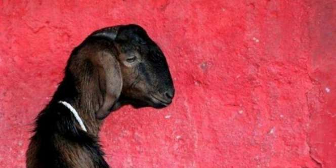 Diperkosa 8 Pria, Kambing Bunting Mati Seketika