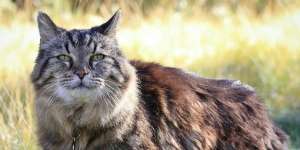 5 Kucing Tertua yang Pernah Hidup di Dunia