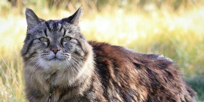 5 Kucing Tertua yang Pernah Hidup di Dunia