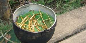 Ayahuasca, Tanaman Hutan Amazon yang Mengerikan