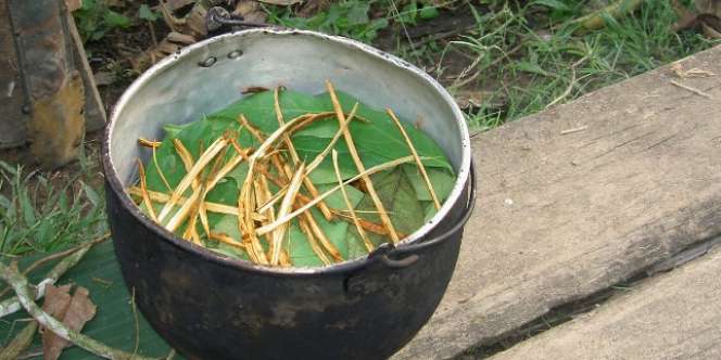 Ayahuasca, Tanaman Hutan Amazon yang Mengerikan