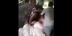 Aksi Dokter Hewan Masuk Perut Gajah Bikin Warga Tercengang