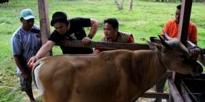 5 Alasan Wajib Berkurban Lewat THK Dompet Dhuafa, Penasaran?