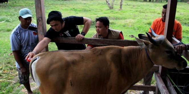 5 Alasan Wajib Berkurban Lewat THK Dompet Dhuafa, Penasaran?