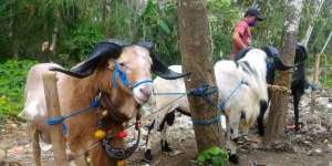 Bisnis Salon Kambing Laris-Manis Jelang Idul Adha