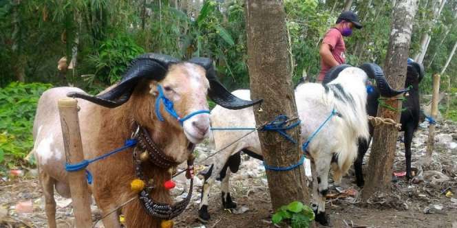 Bisnis Salon Kambing Laris-Manis Jelang Idul Adha