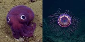 10 Makhluk Laut Misterius, Ada yang Cantik Tapi Mematikan