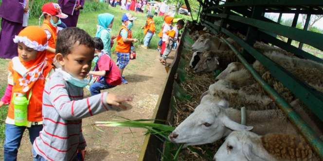 Ini Ketentuan dalam Pembagian Daging Kurban