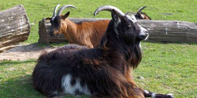 Nyaris Bangkrut, 18 Pemain Klub Sepak Bola `Ditukar` Kambing