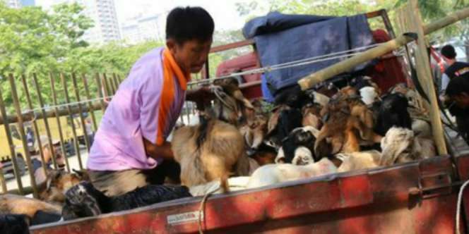 Berkurban di Idul Adha, Tiap Bulu Hewan Jadi Pahala