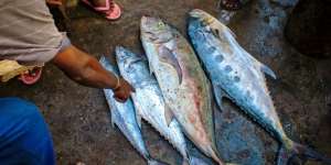 Trik Konyol Penjual Ikan Agar Panen Untung