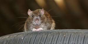Yack! Ini Spot Favorit Tikus Bikin Sarang di Dalam Mobil