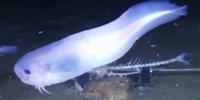 3 Spesies Baru Ikan Ditemukan di Laut Terdalam