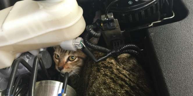 Jangan Lupa Cek Kap Mesin! Kucing Suka Bersarang