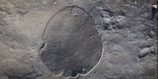 Hewan Pertama di Muka Bumi Ditemukan, Berapa Usianya?